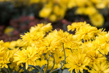 Yellow flower bed close-up view in China