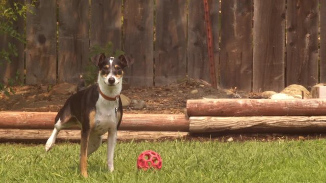 Dog peeing next to ball