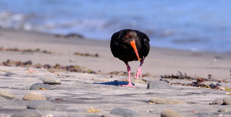 New Zealand oystercatcher bird