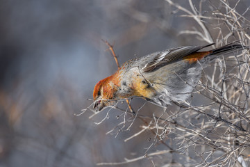 Female Pine Grosbeak