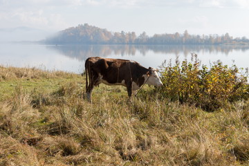 Cow walks along the shore of the Big Lake against the background of a water island in the fog on an...