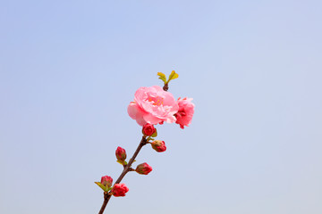 Fototapeta na wymiar Peach blossoms in the park