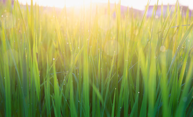 rice seedlings with dew in the morning,which The fog is very beautiful.
