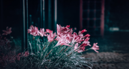 Beautiful pink flowers in the garden,Vintage style