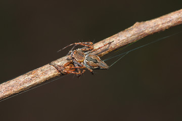 Brown spiders live on branches.