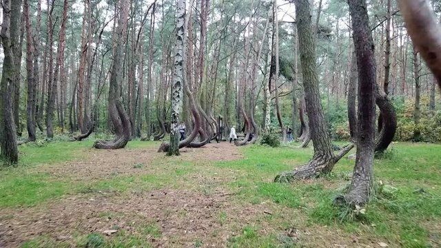 Drone flying in the crooked forest outside Nowe Czarnowo, Poland, Europe.