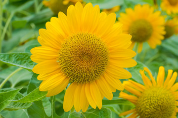Sunflower flower close-up.