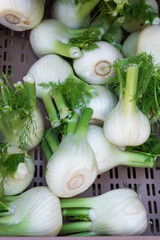 Fresh fennel bulbs (Foeniculum vulgare) in plastic box, closeup