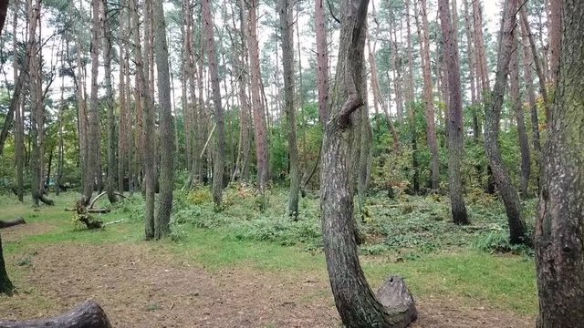 Drone view of a boy jumping over a bent tree in the crooked forest outside Nowe Czarnowo, Poland, Europe.