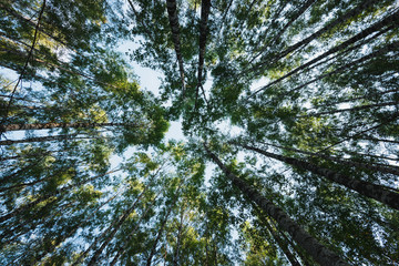 View from ground to tree tops in summertime