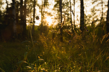 Fototapeta na wymiar Sunset in the forest, closeup of plants