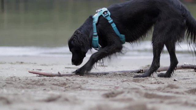 Various shots of a small black dog in blue harness running around and playing on a sandy beach by the Pacific Ocean in Burnaby, BC, Canada.