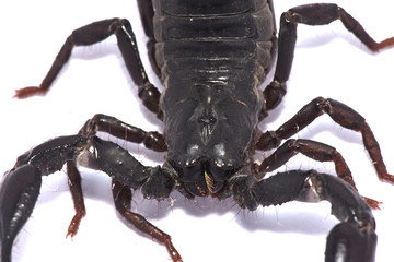 scorpion Black body on white background