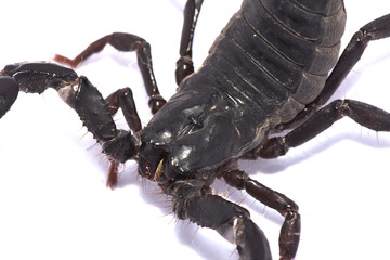 scorpion Black body on white background
