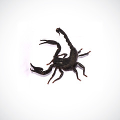 Red apple on a white background