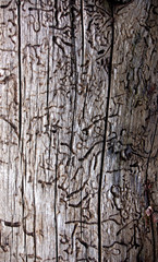 Fototapeta premium Abstract texture on a dead tree. 