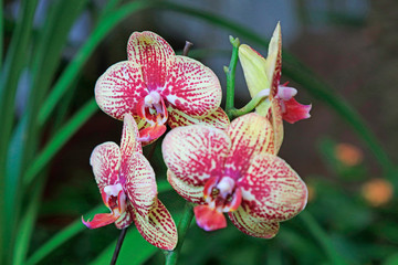 Moth orchid Flower
