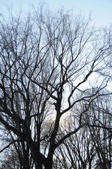 A tangle of leafless and bare branches from trees hibernating in winter set against light blue sky.