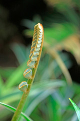Zamia leaves in a park