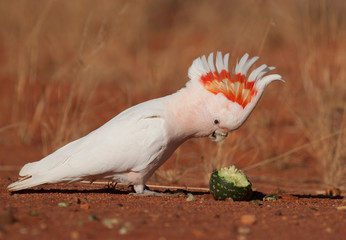 Major mitchell cockatoo feeding on a wild melon in outback Australia. © 169169