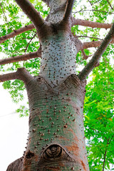 Kapok trunk in a park