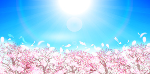 桜　春　花　背景  © J BOY