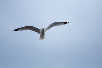 Flying seagull 2