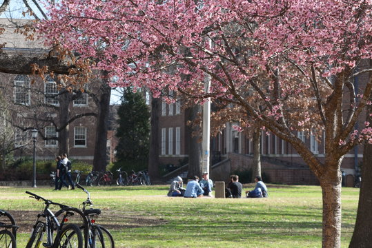 Cherry trees bloom on a college campus with students in the background