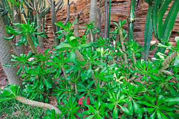Euphorbia Plants in the botanical garden