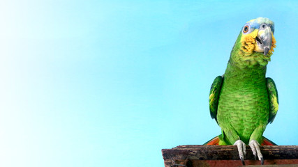 Loro Aprende