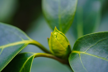 椿のつぼみ