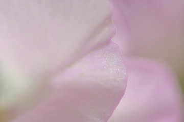 Fototapeta na wymiar sweet pea flower closeup