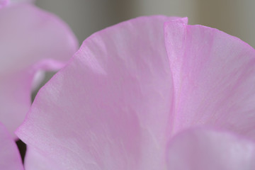 sweet pea flower closeup