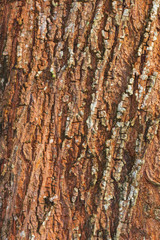 tree bark nature texture pattern wood background