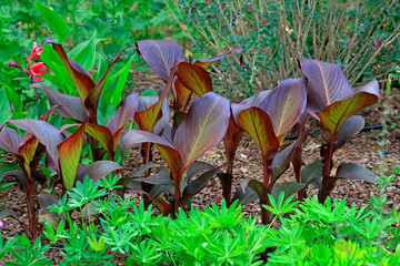 Canna flower leaves in the botanical garden