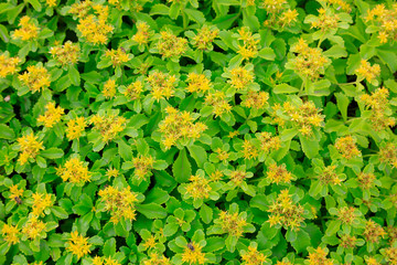 vegetable in the botanical garden