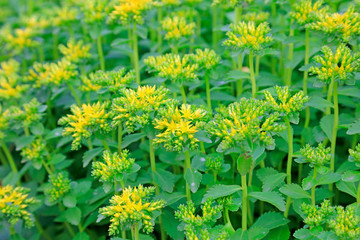 vegetable in the botanical garden