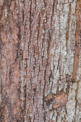  tree bark nature texture pattern wood background