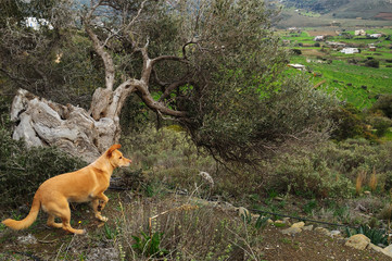 Dog walking big old olive tree and white houses 