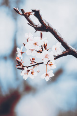 Flowers blooming in winters - At full bloom and the weather here added a different charm to the picture.