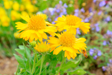 Gaillardia in the botanical garden