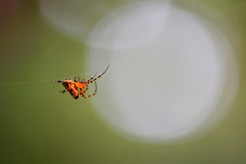 Spider builds fiber Keep trapping food.