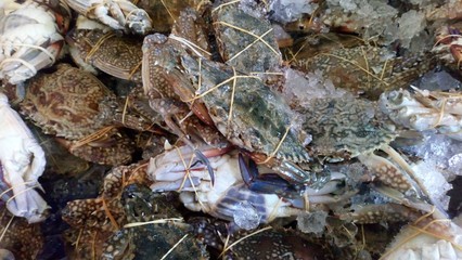 Closeup ...Many sea crabs placed on ice  to help keep fresh and not spoiled too quickly fresh seafood stores... 