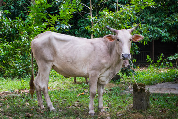 The cow in the pasture is perfect for its food.