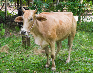 The cow in the pasture is perfect for its food.