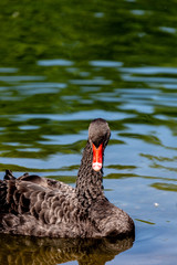 Black swan in water