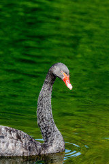 Obraz premium Black swan in water