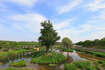 trees on the island are in the park