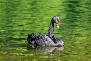 Fototapeta premium Black swan in water
