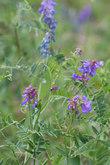 Tufted vetch, Vicia cracca